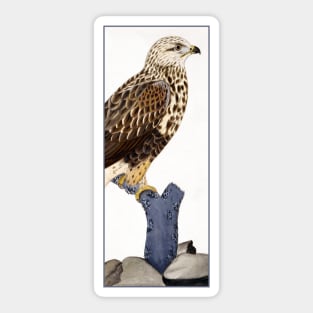 Buteo lagopus by Ferdinand von Wright Sticker